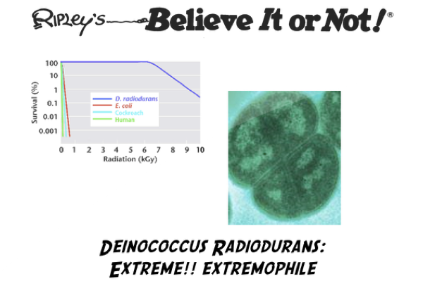 Radiation-Eating Bacteria: Deinococcus Radiodurans. - BioLabTests